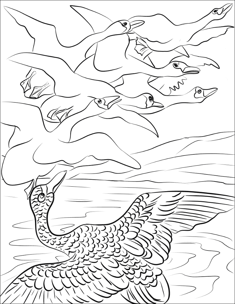 Desenho de Cisnes para colorir e imprimir: número 19