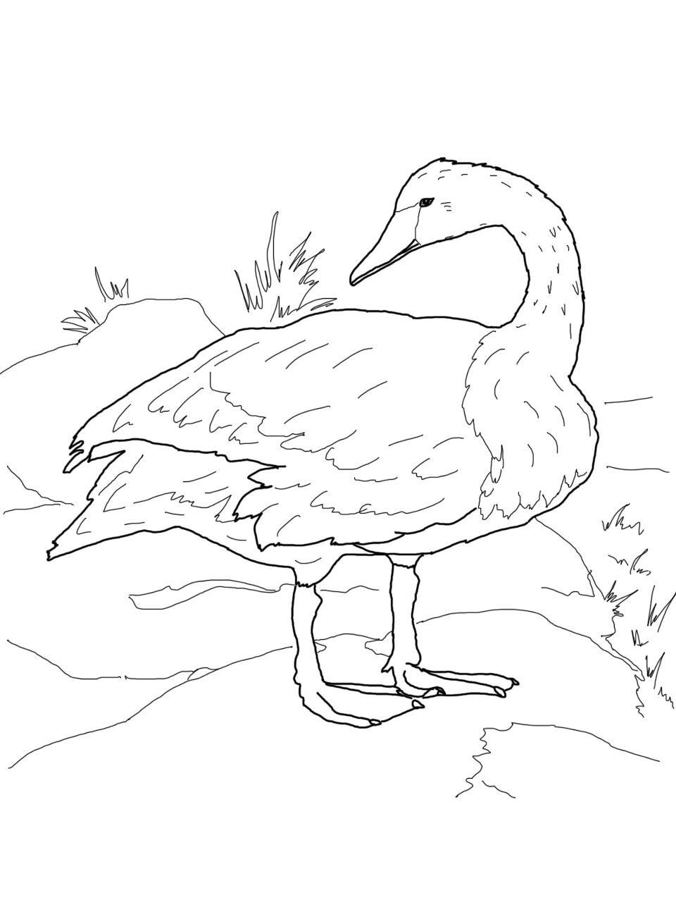 Desenho de Cisnes para colorir e imprimir: número 25