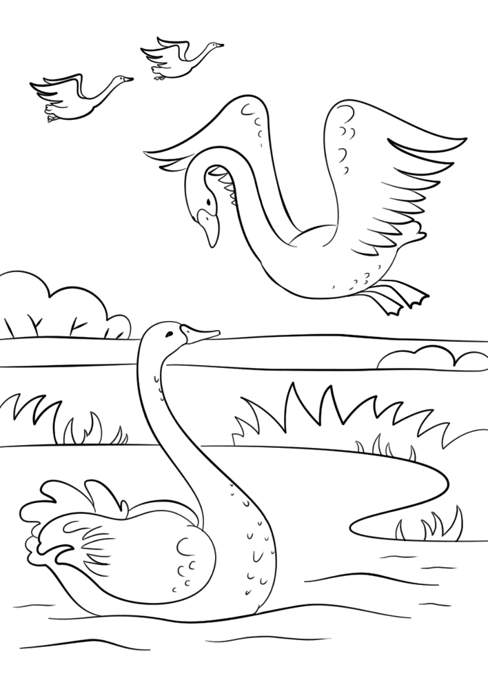 Desenho de Cisnes para colorir e imprimir: número 26