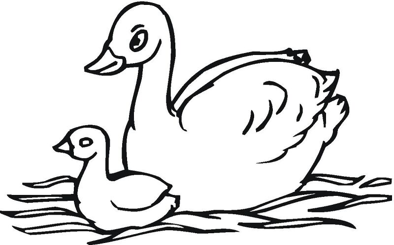 Desenho de Cisnes para colorir e imprimir: número 27