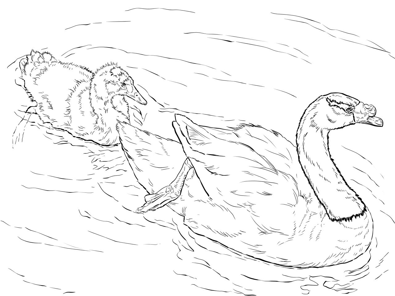 Desenho de Cisnes para colorir e imprimir: número 29