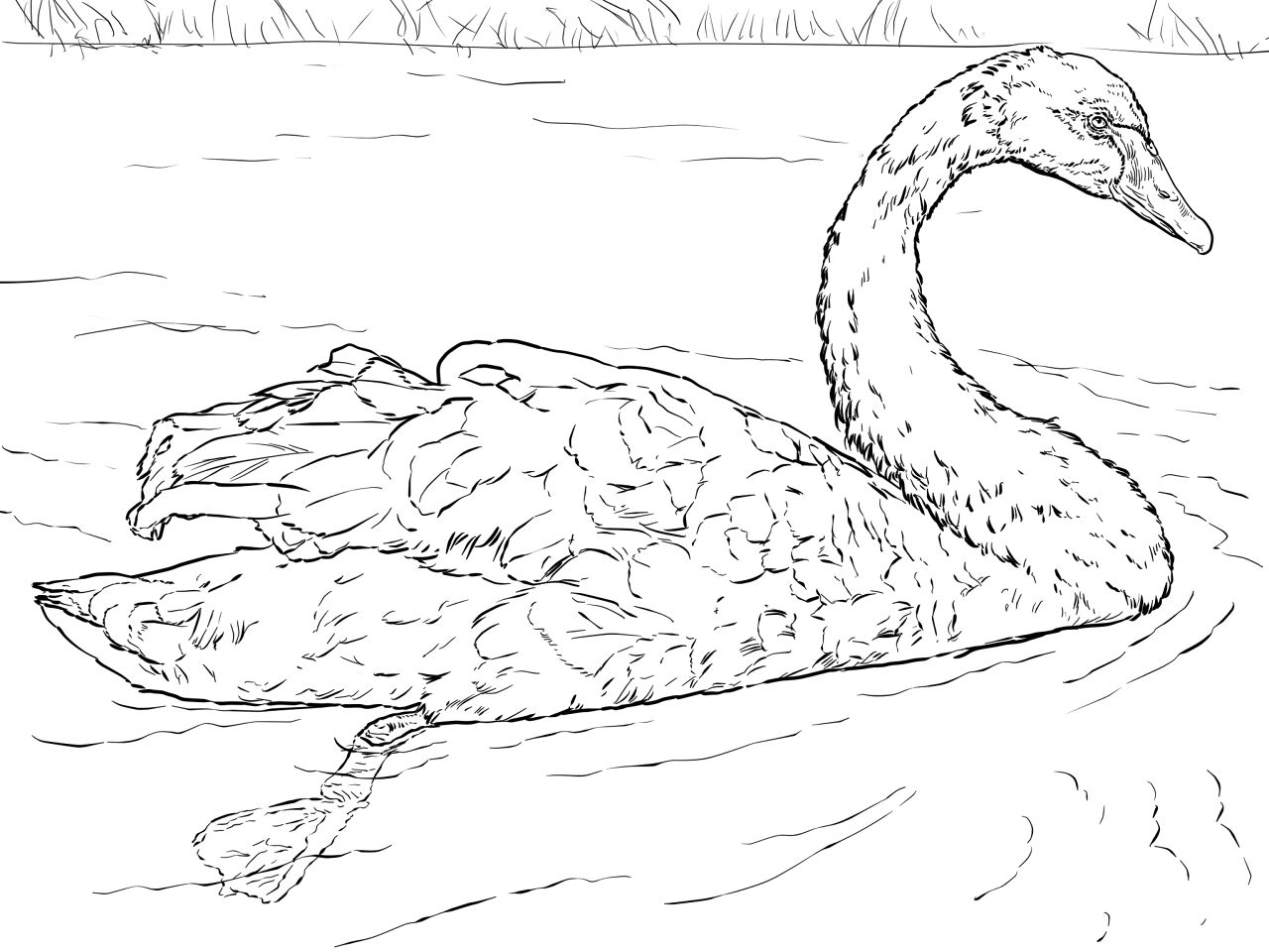 Desenho de Cisnes para colorir e imprimir: número 30