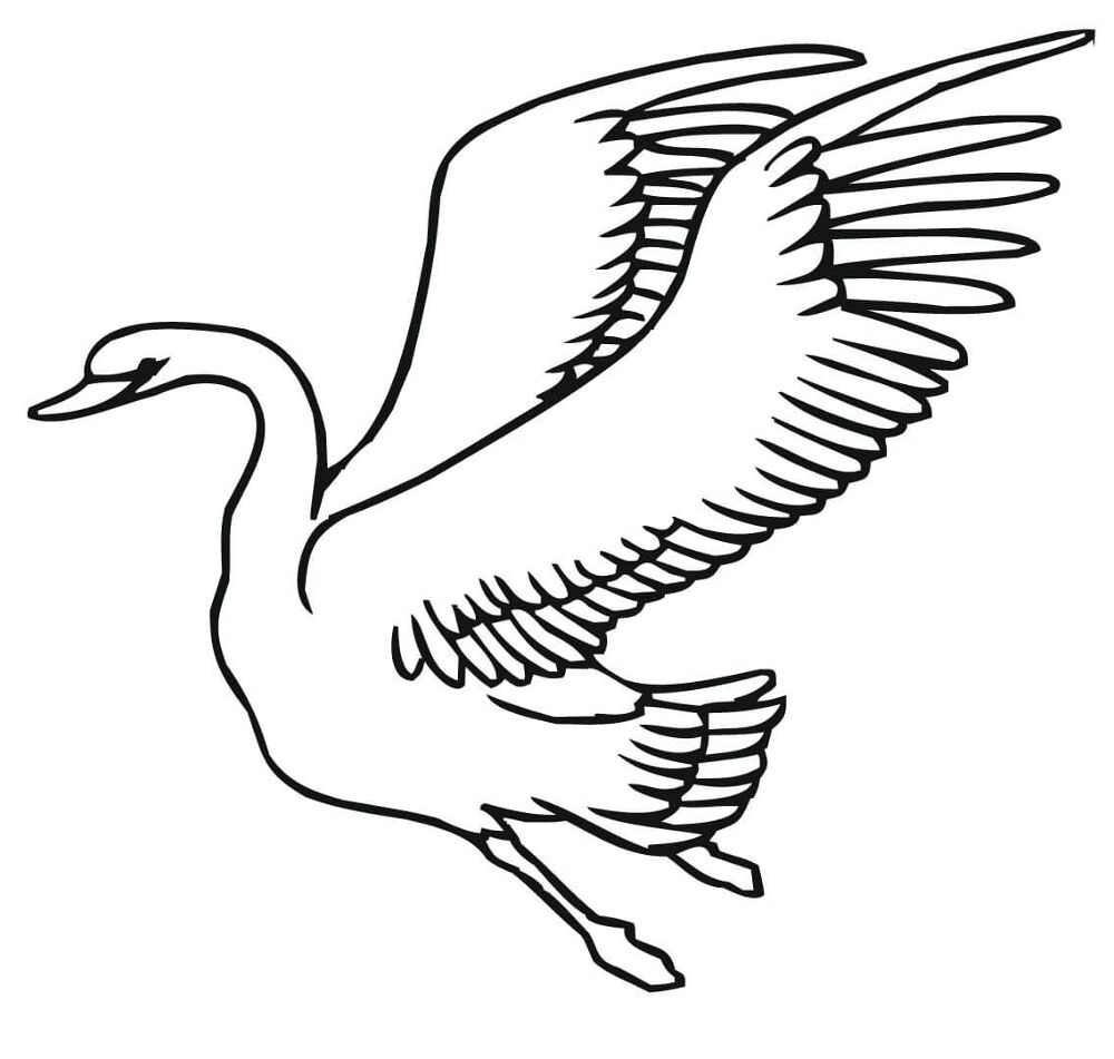 Desenho de Cisnes para colorir e imprimir: número 40