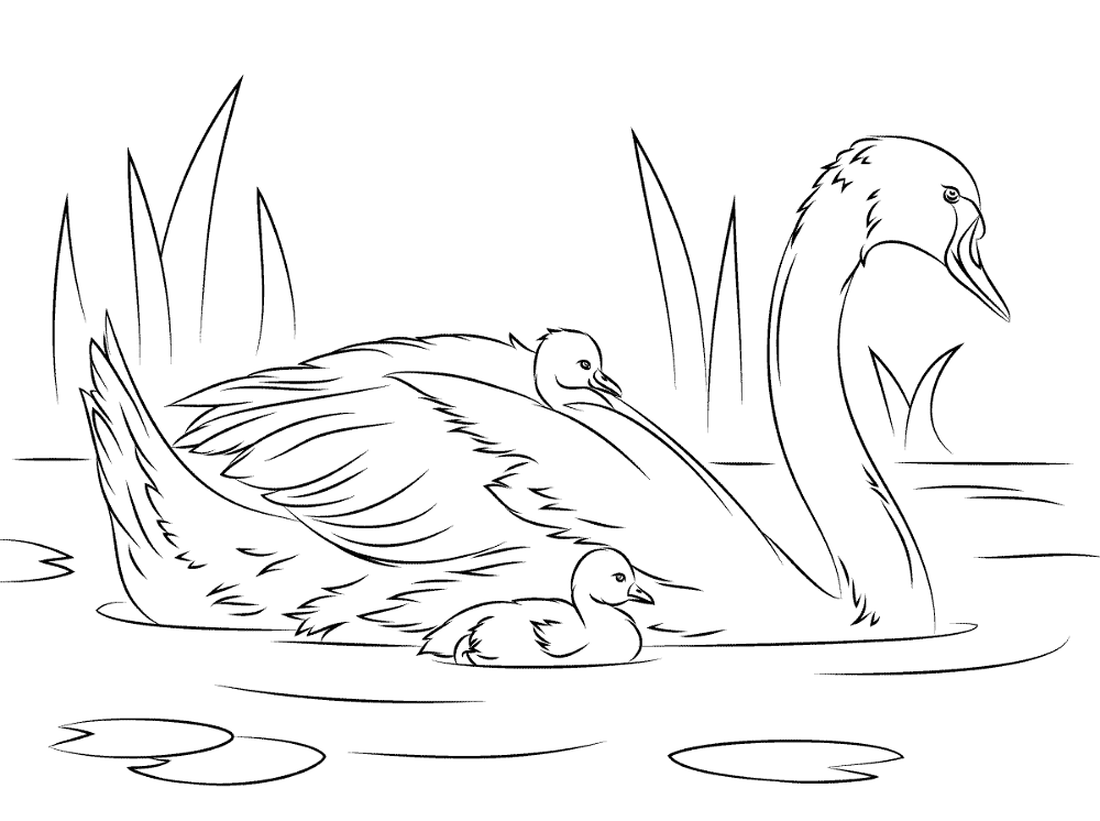 Desenho de Cisnes para colorir e imprimir: número 42
