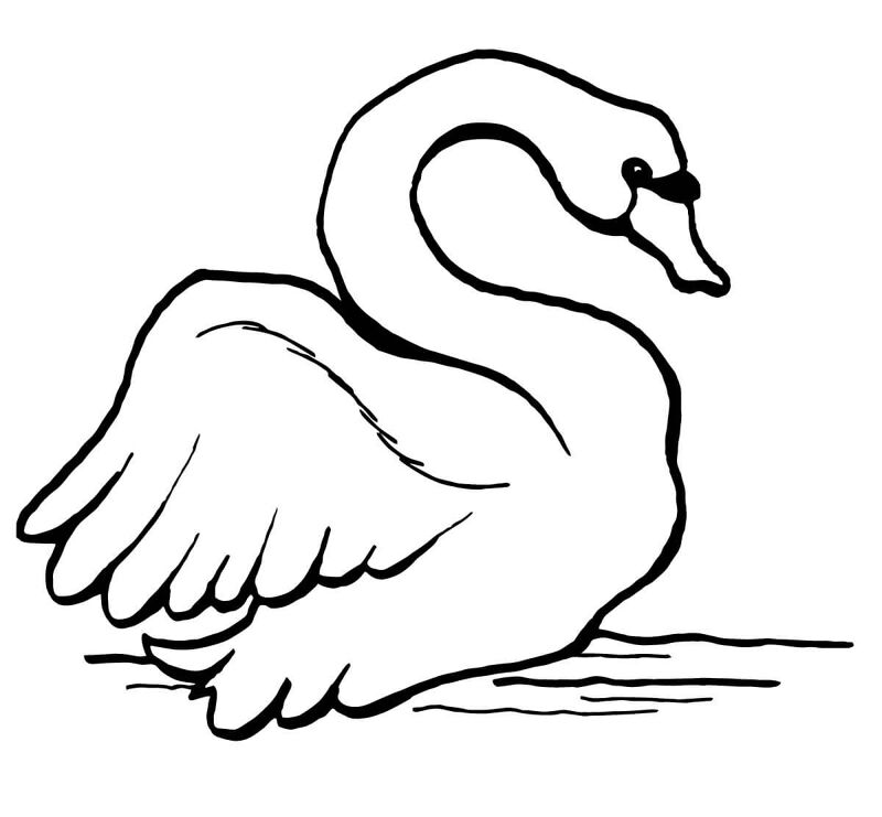 Desenho de Cisnes para colorir e imprimir: número 43