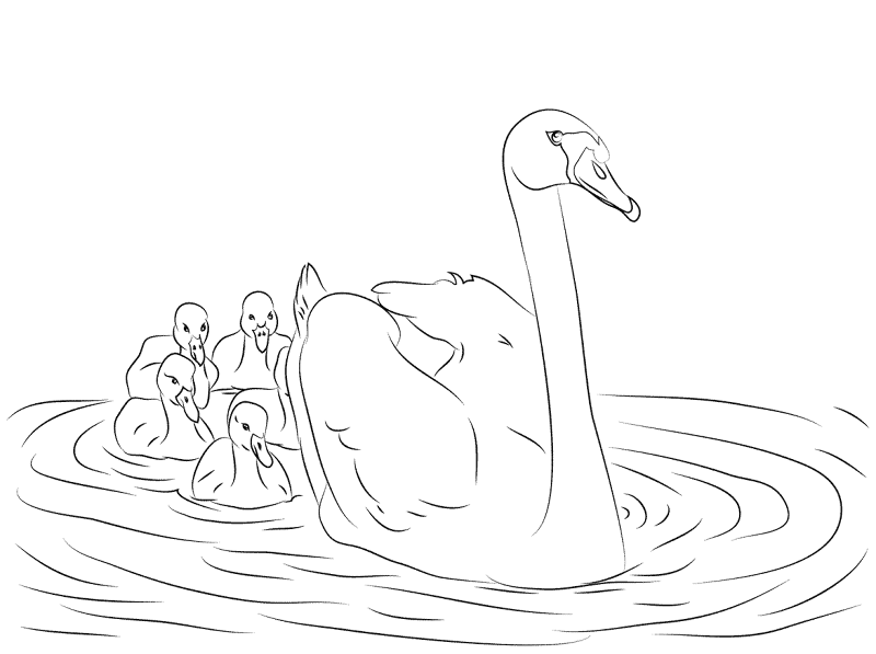 Desenho de Cisnes para colorir e imprimir: número 44