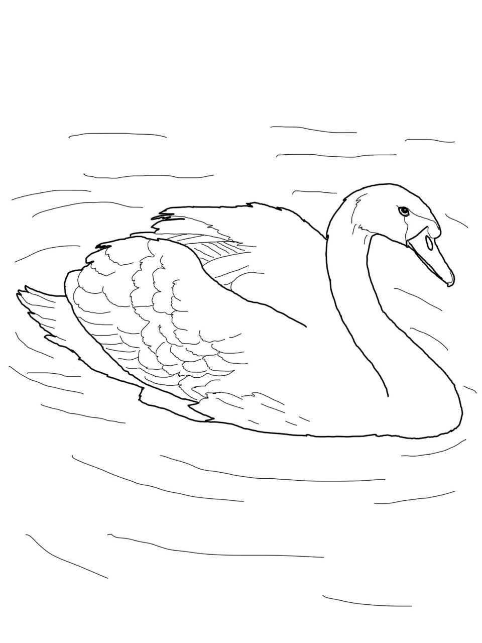 Desenho de Cisnes para colorir e imprimir: número 45