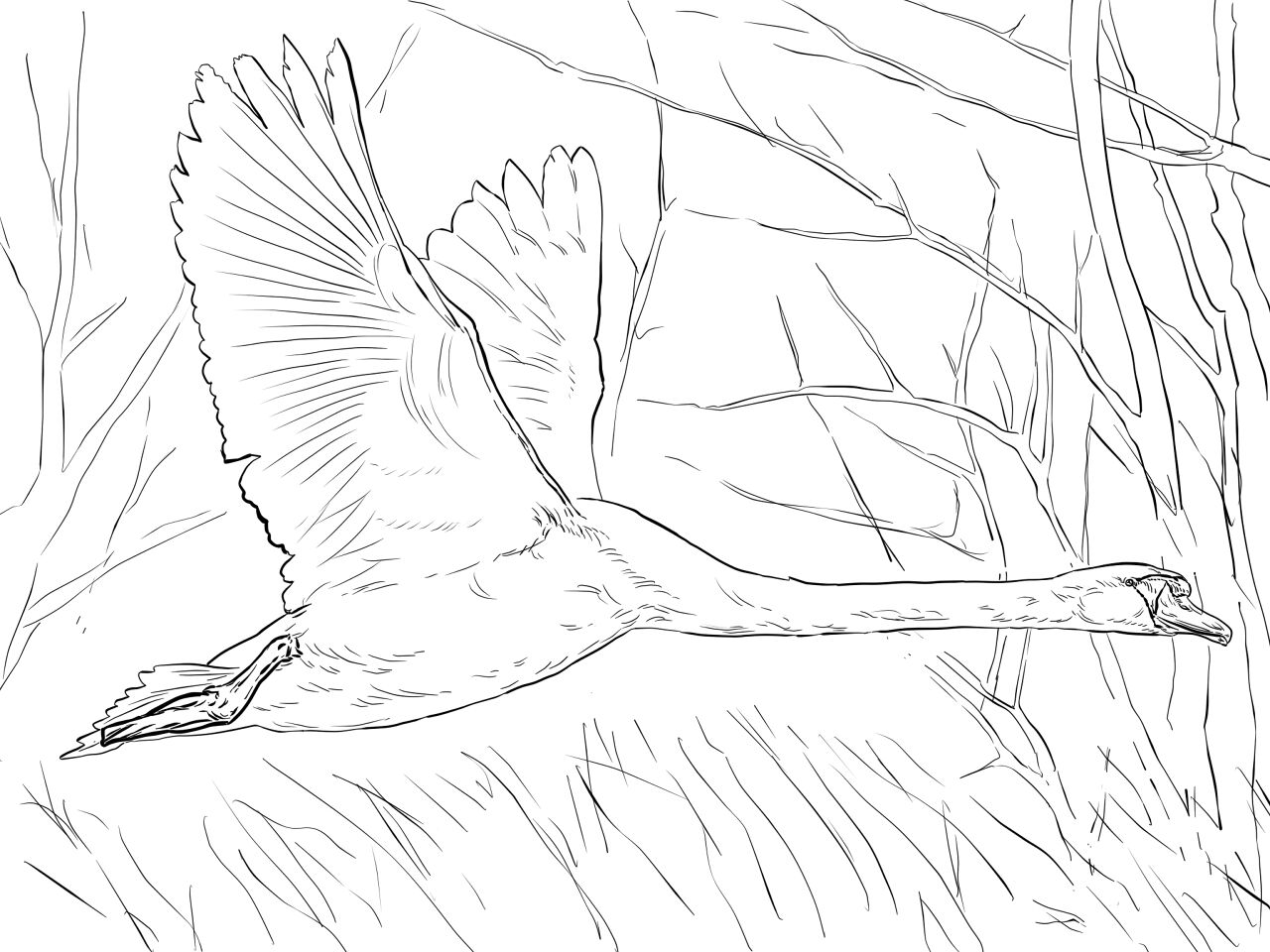 Desenho de Cisnes para colorir e imprimir: número 46