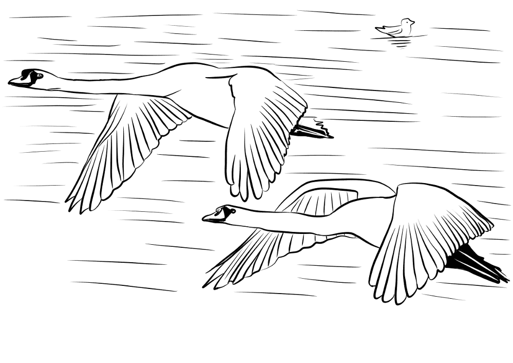 Desenho de Cisnes para colorir e imprimir: número 47