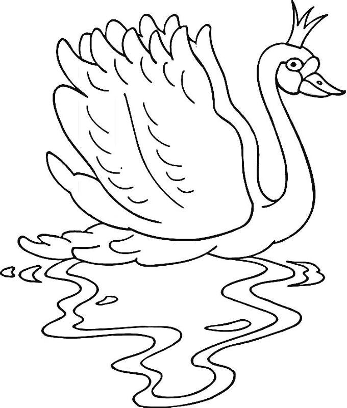 Desenho de Cisnes para colorir