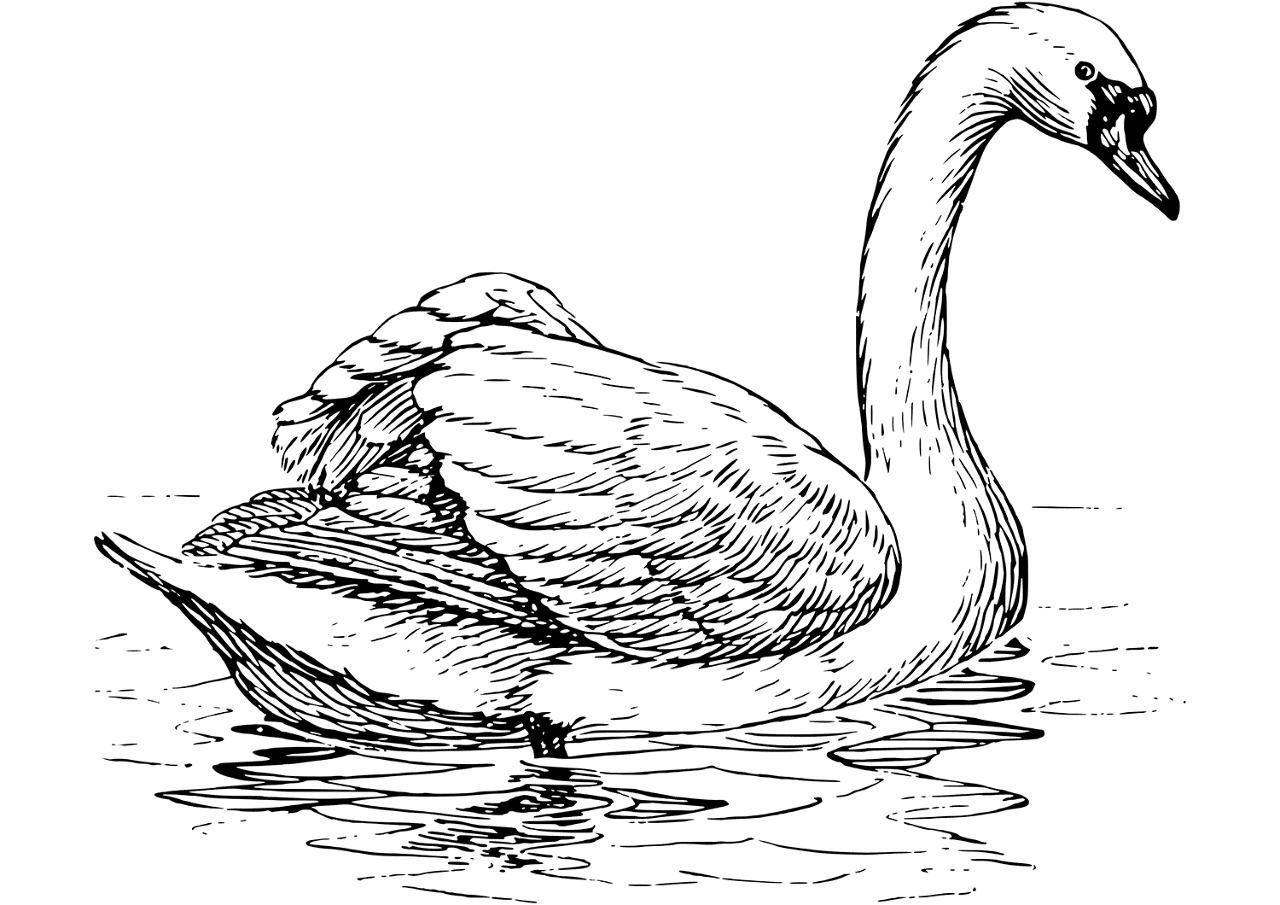 Desenho de Cisnes para colorir