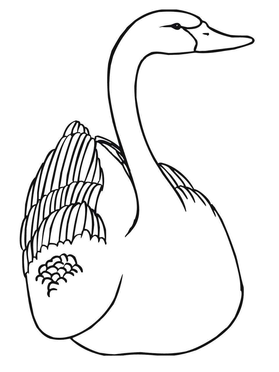 Desenho de Cisnes para colorir