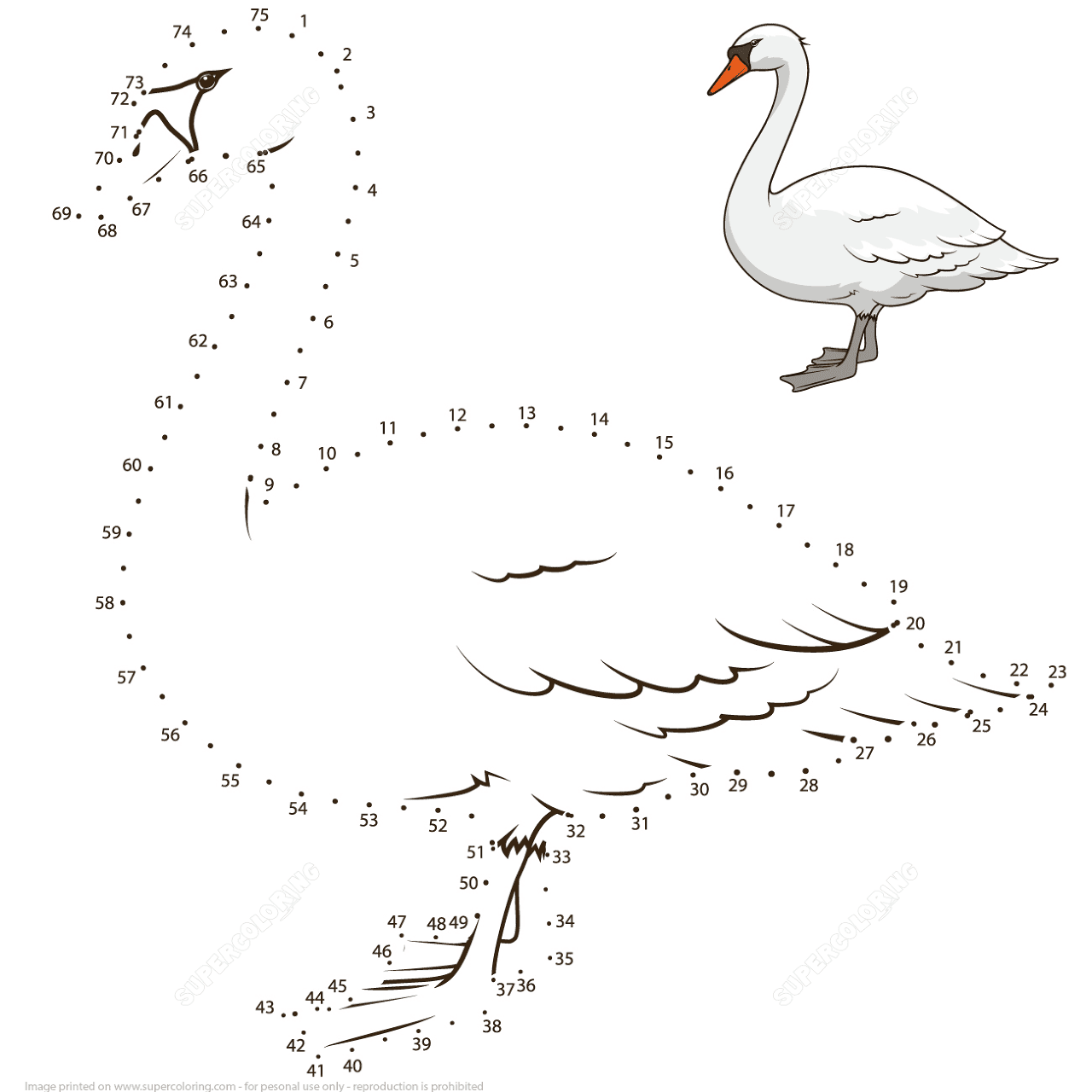 Desenho de Cisnes para colorir