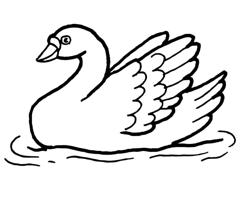 Desenho de Cisnes para colorir