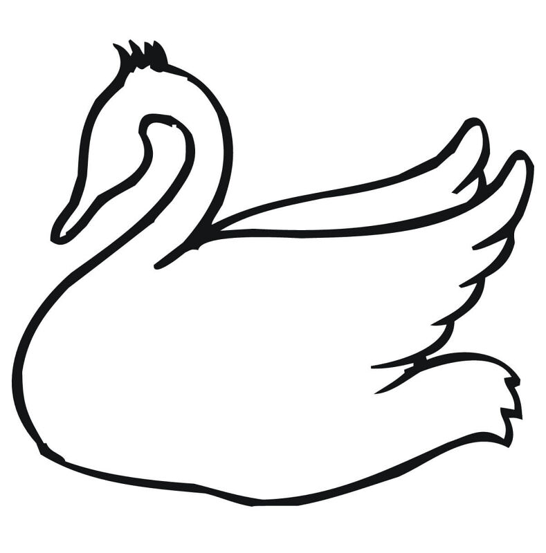 Desenho de Cisnes para colorir