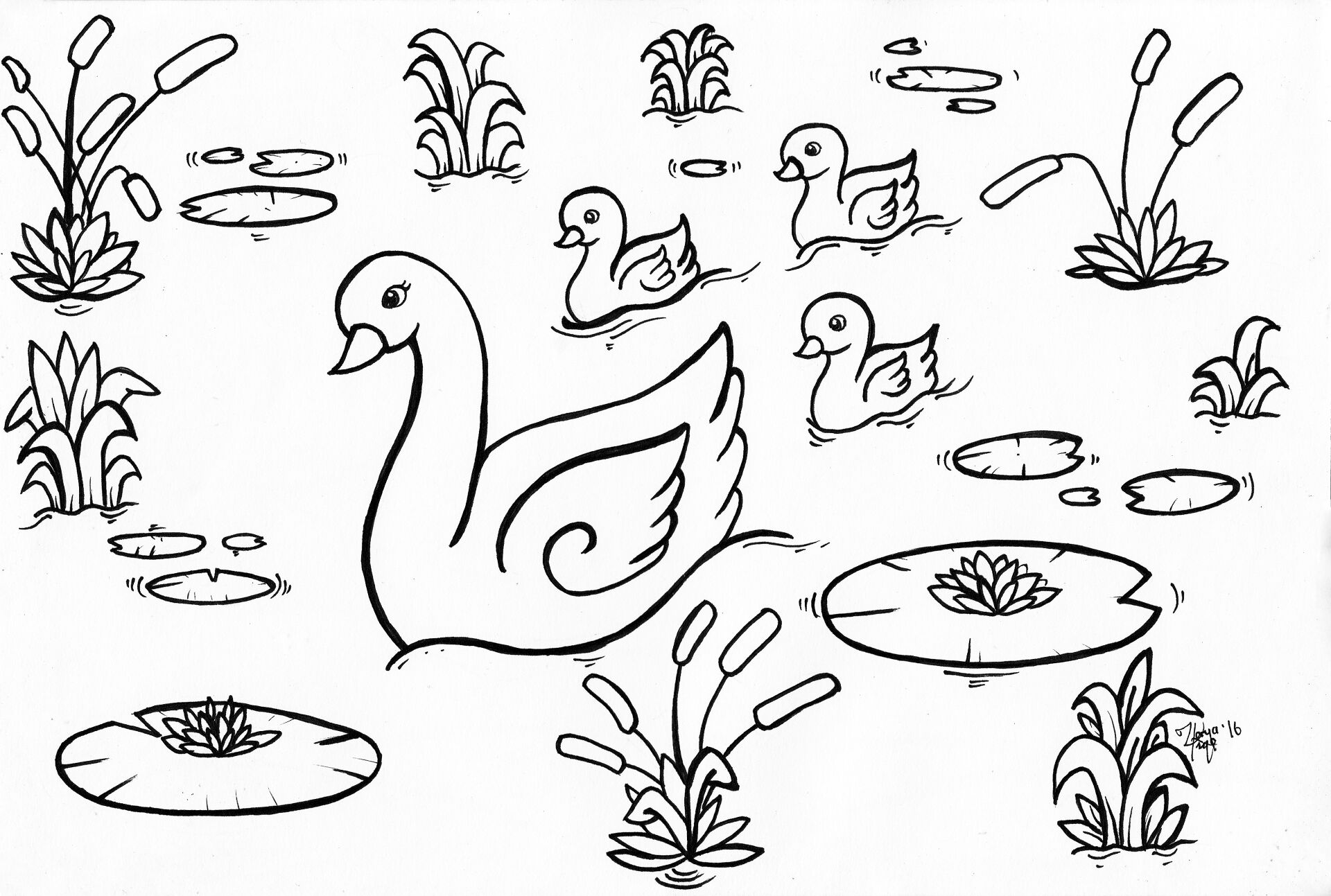 Desenho de Cisnes para colorir