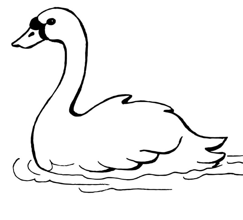 Desenho de Cisnes para colorir