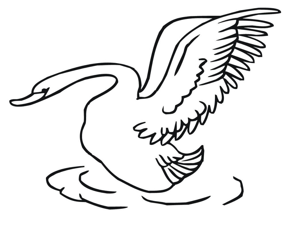 Desenho de Cisnes para colorir