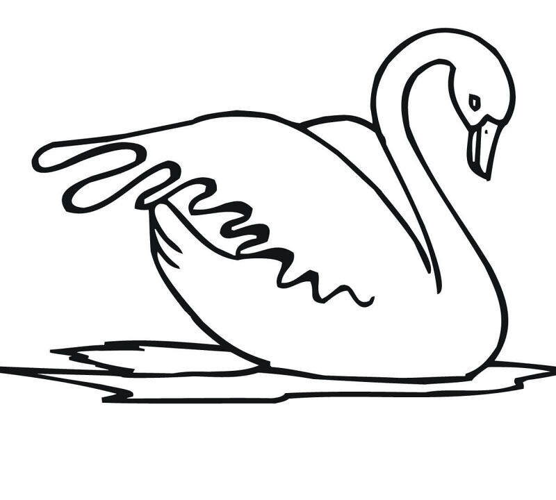 Desenho de Cisnes para colorir