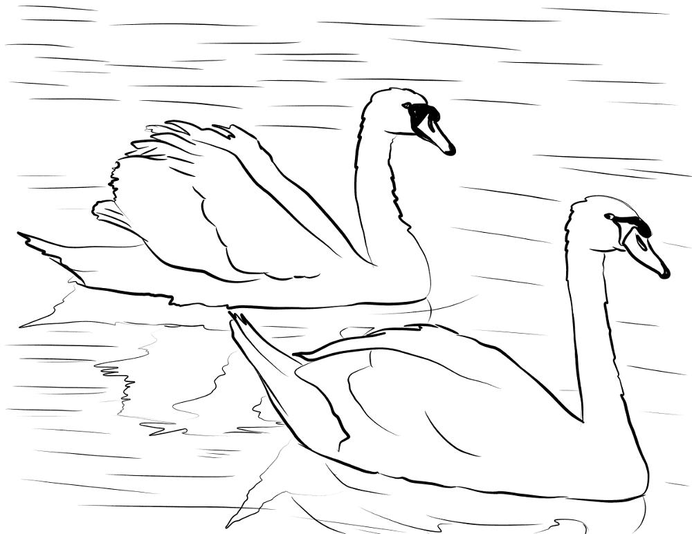 Desenho de Cisnes para colorir