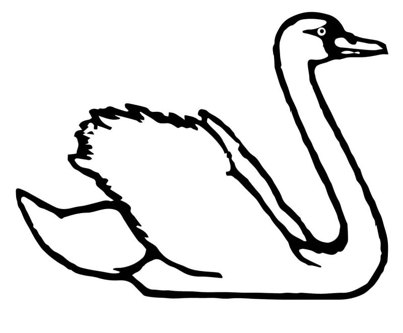 Desenho de Cisnes para colorir