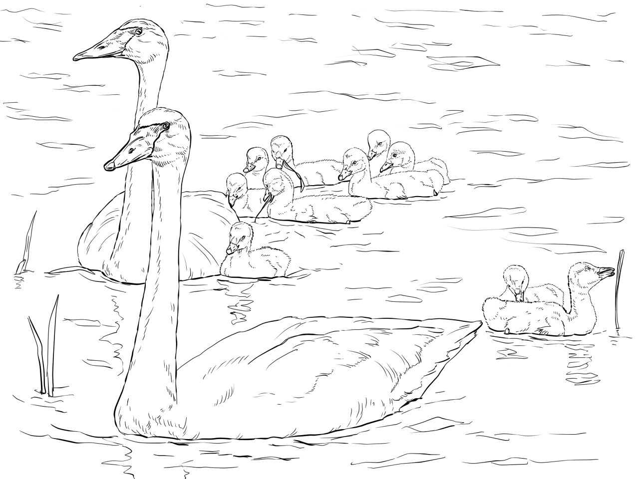 Desenho de Cisnes para colorir