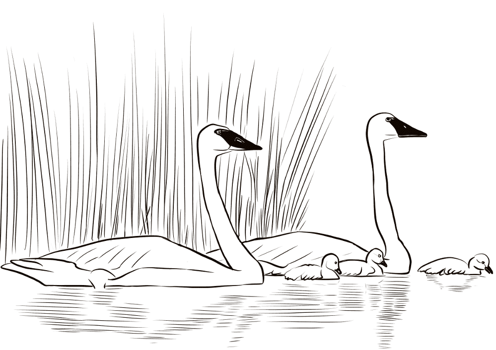 Desenho de Cisnes para colorir
