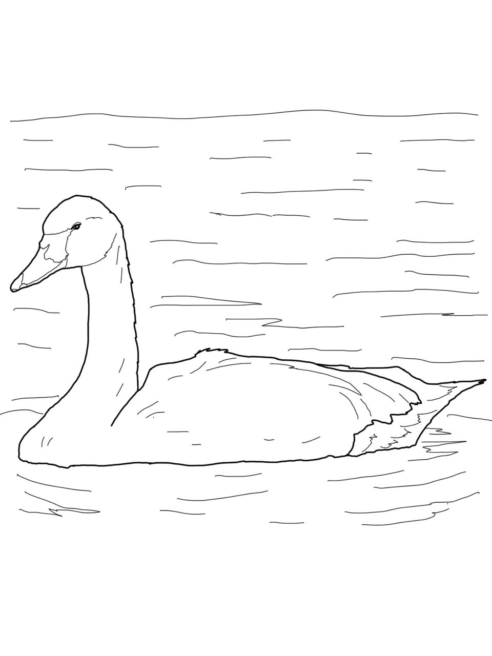Desenho de Cisnes para colorir