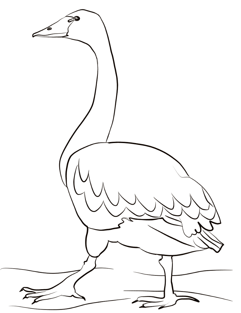 Desenho de Cisnes para colorir