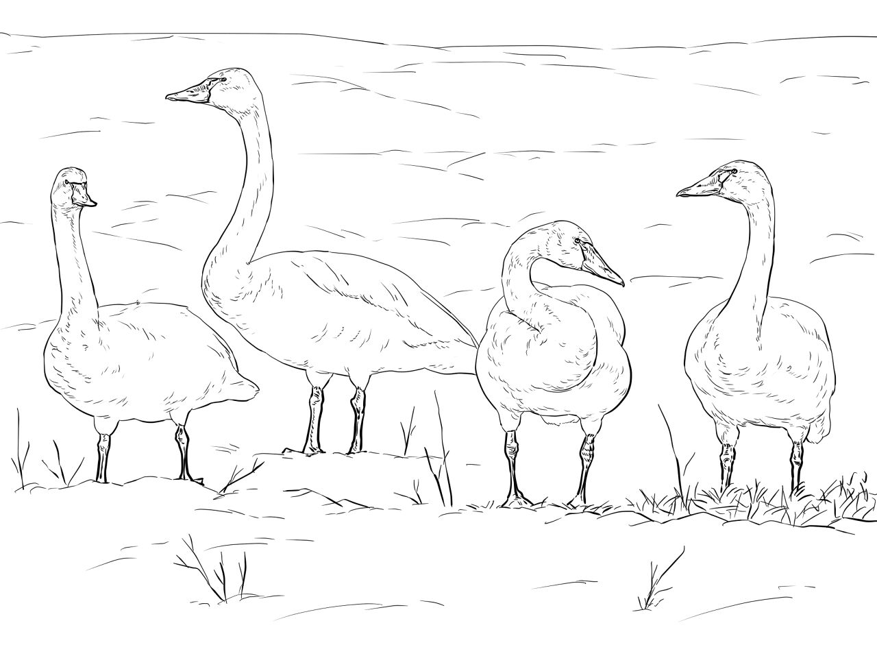 Desenho de Cisnes para colorir