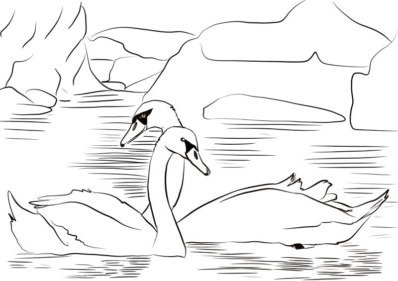 Desenho de Cisnes para colorir