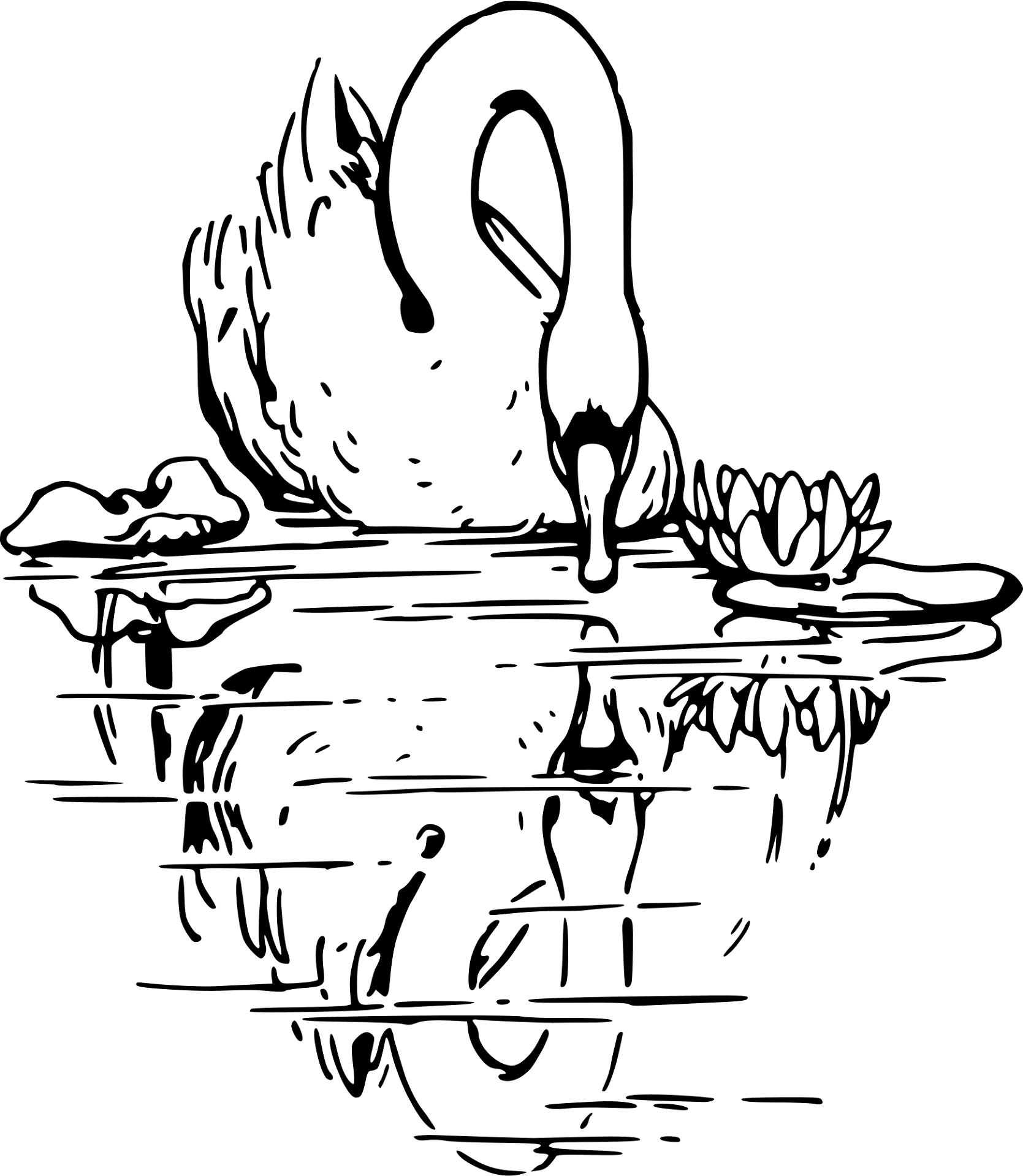 Desenho de Cisnes para colorir