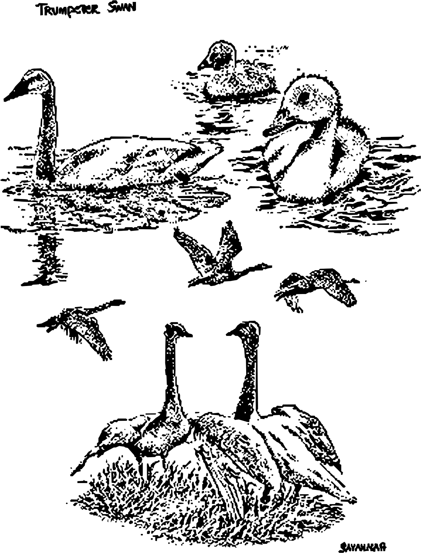 Desenho de Cisnes para colorir