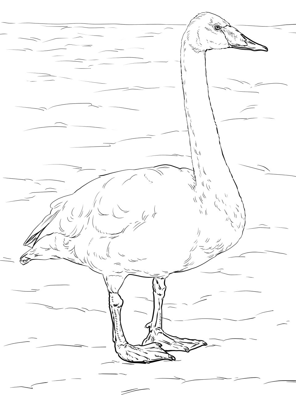 Desenho de Cisnes para colorir