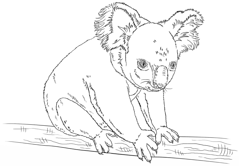 Desenho de Coalas para colorir e imprimir: número 13