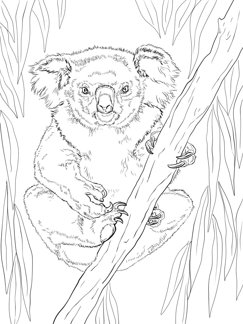 Desenho de Coalas para colorir e imprimir: número 32