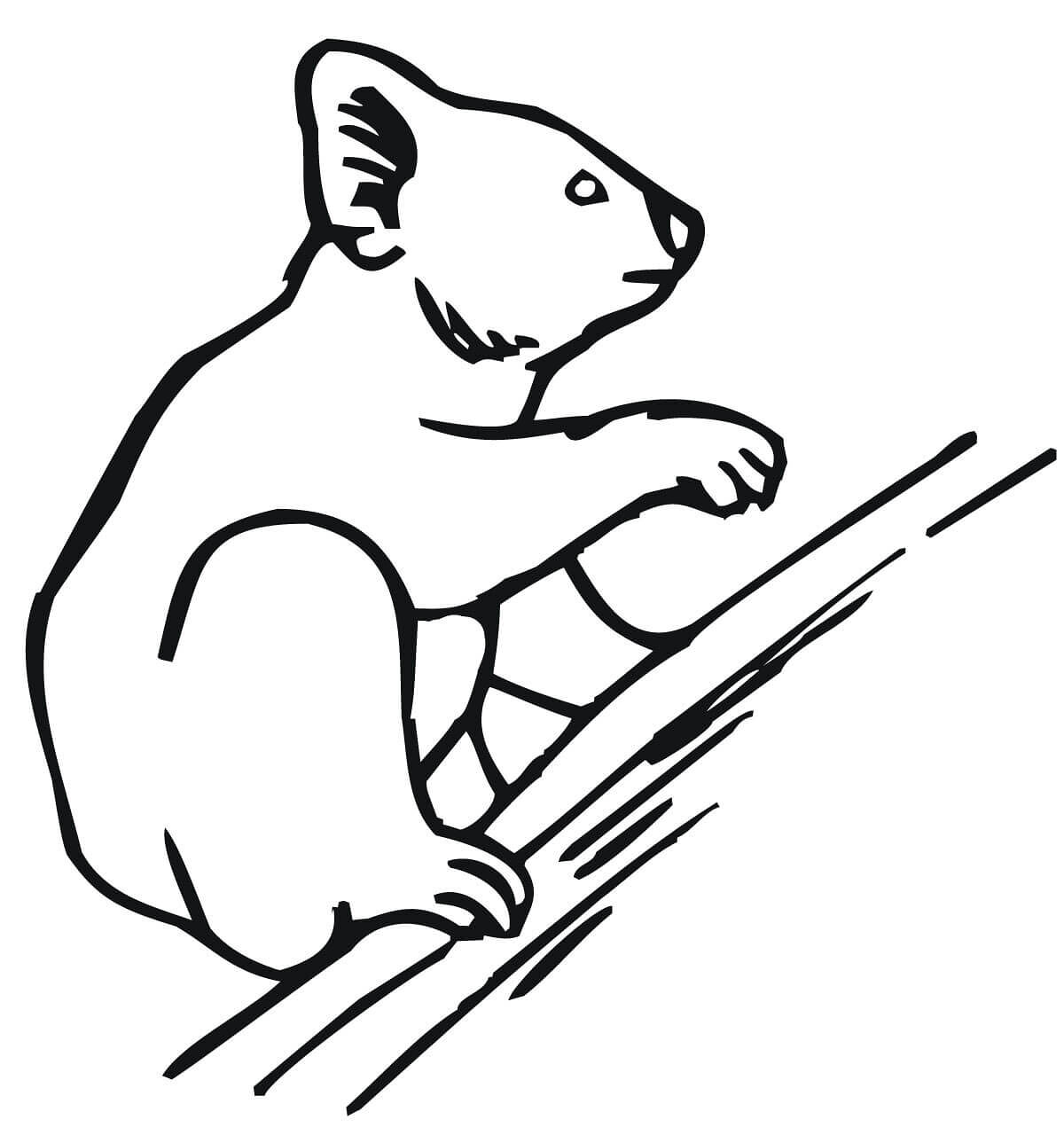 Desenho de Coalas para colorir e imprimir: número 44