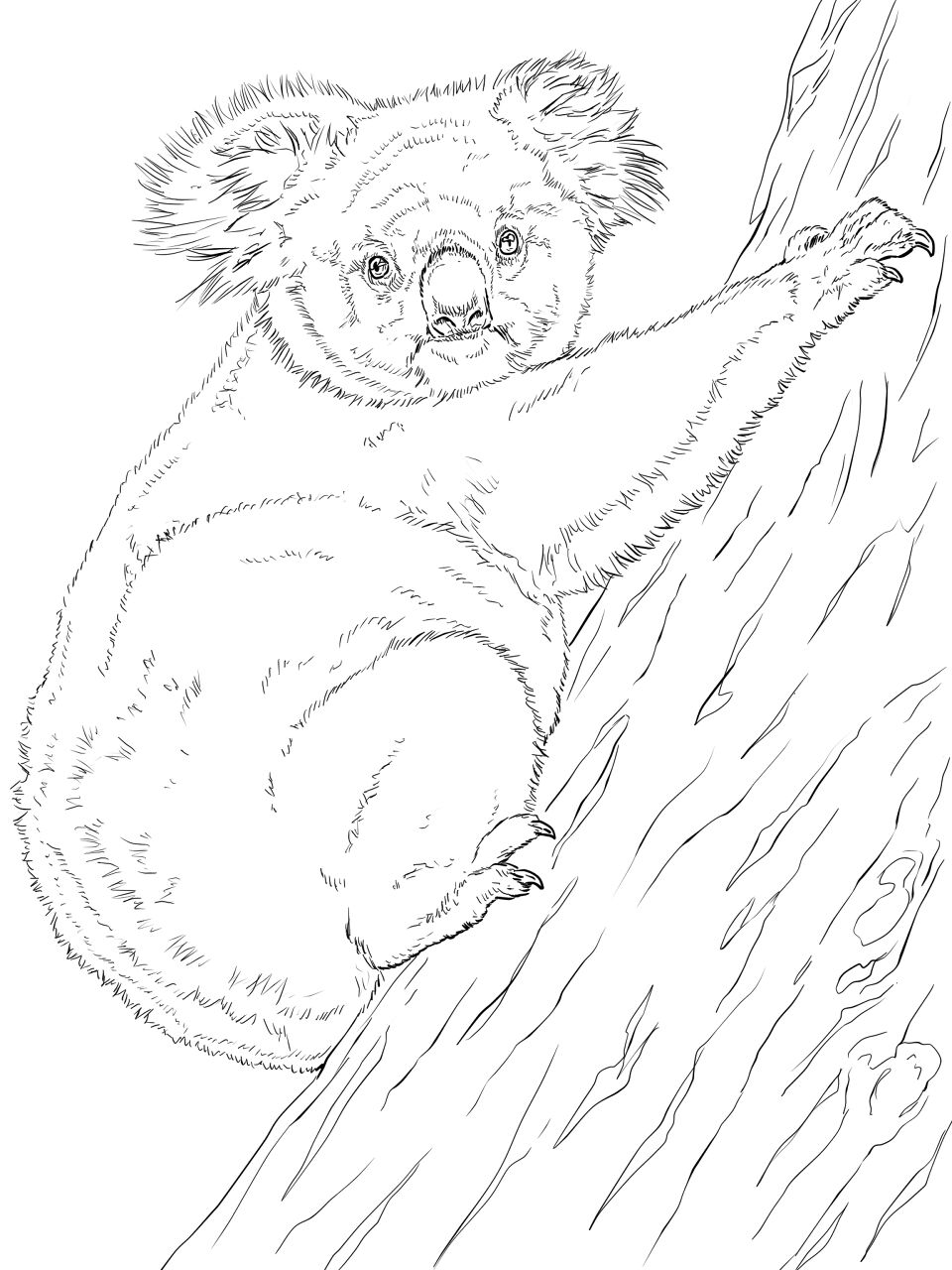 Desenho de Coalas para colorir e imprimir: número 45