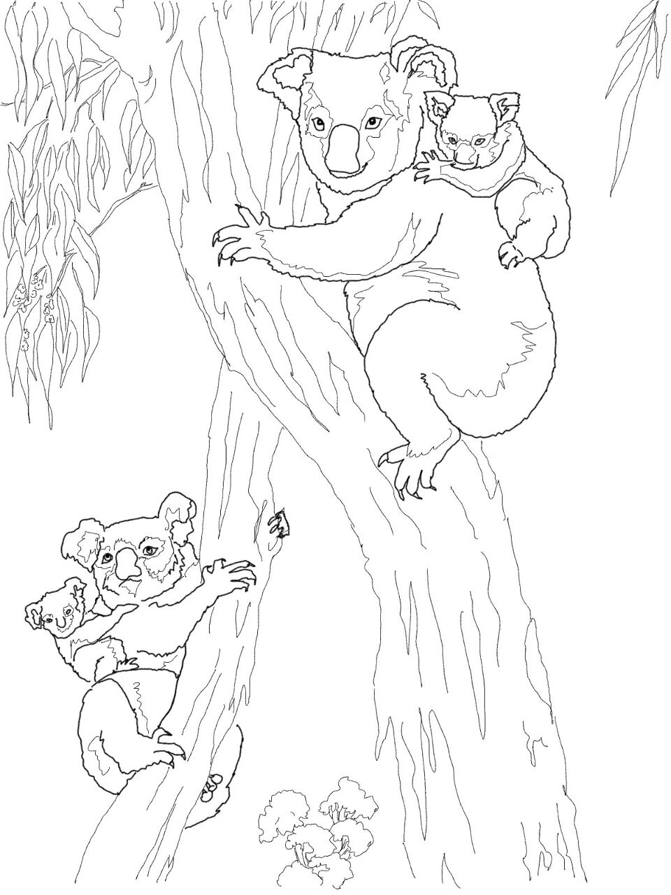 Desenho de Coalas para colorir