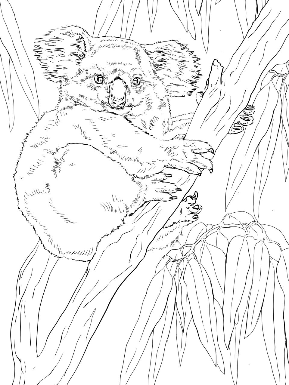 Desenho de Coalas para colorir