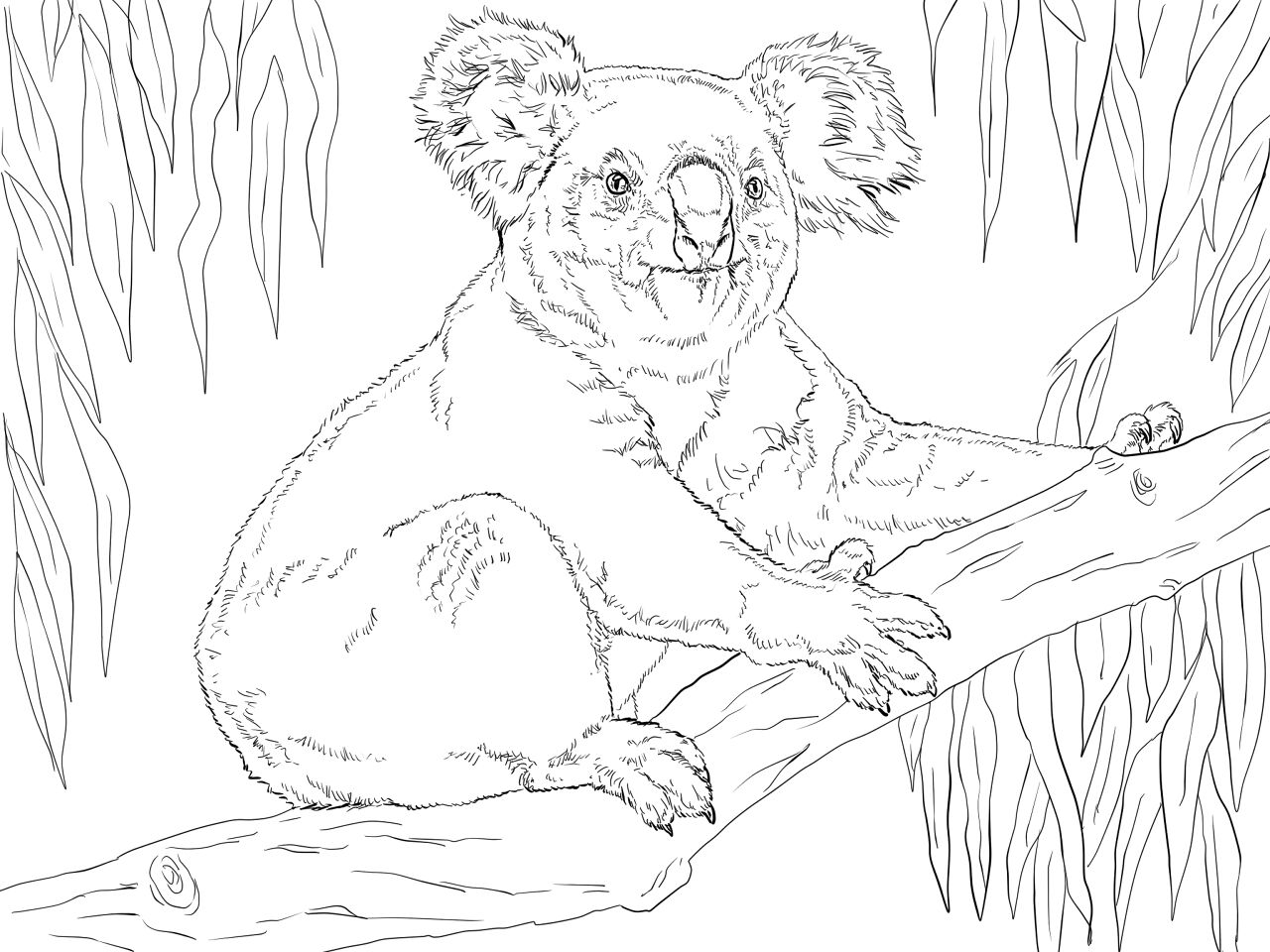 Desenho de Coalas para colorir