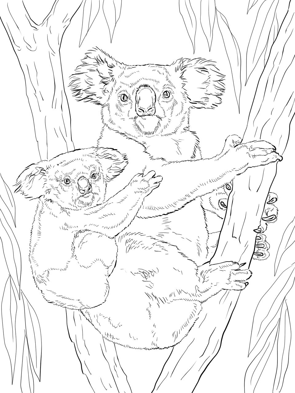 Desenho de Coalas para colorir