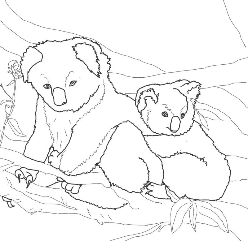 Desenho de Coalas para colorir