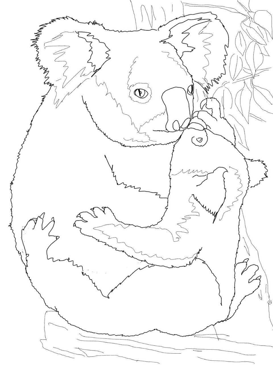 Desenho de Coalas para colorir