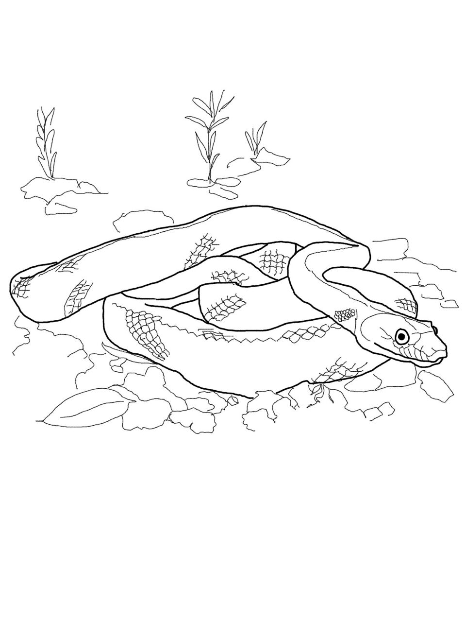 Desenho de Cobras para colorir e imprimir: número 11