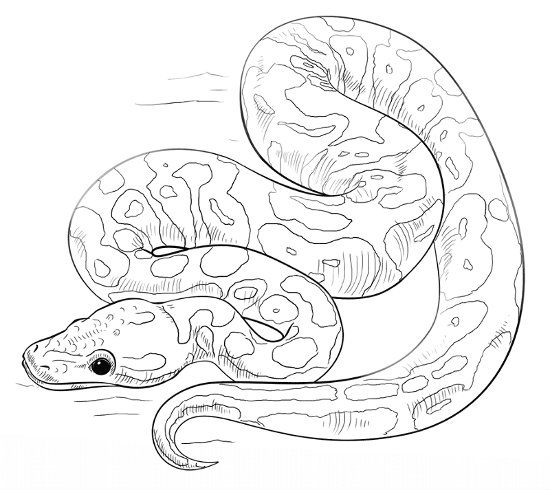 Desenho de Cobras para colorir e imprimir: número 12