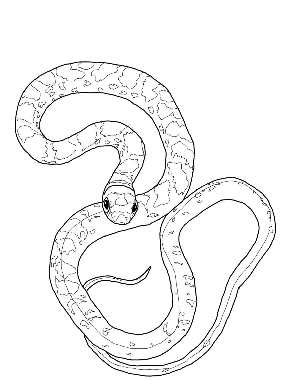 Desenho de Cobras para colorir e imprimir: número 13