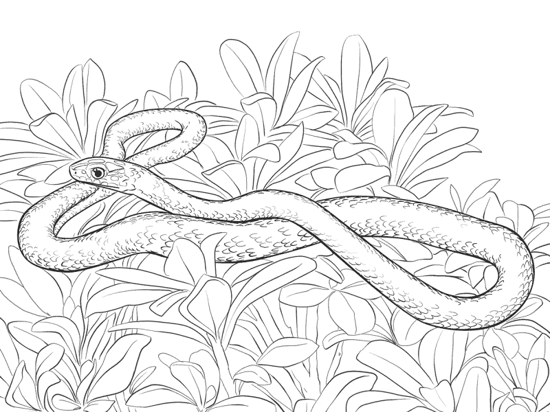 Desenho de Cobras para colorir e imprimir: número 14