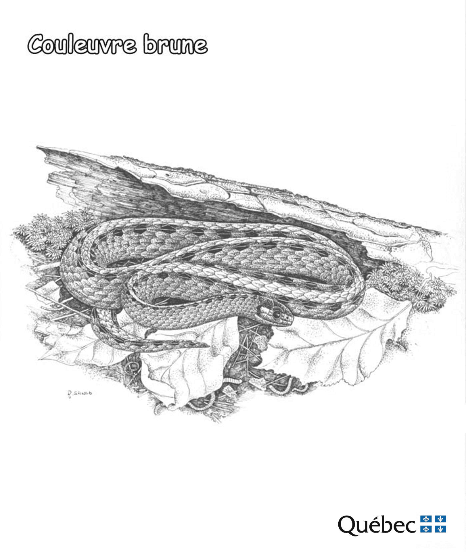 Desenho de Cobras para colorir e imprimir: número 15