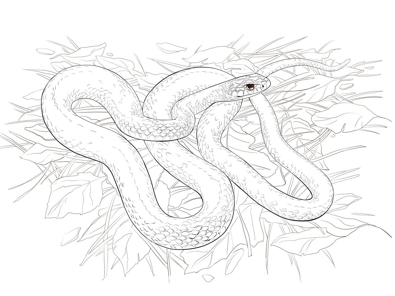 Desenho de Cobras para colorir e imprimir: número 16
